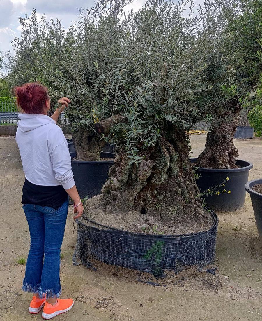 Scelta degli ulivi in vivaio
