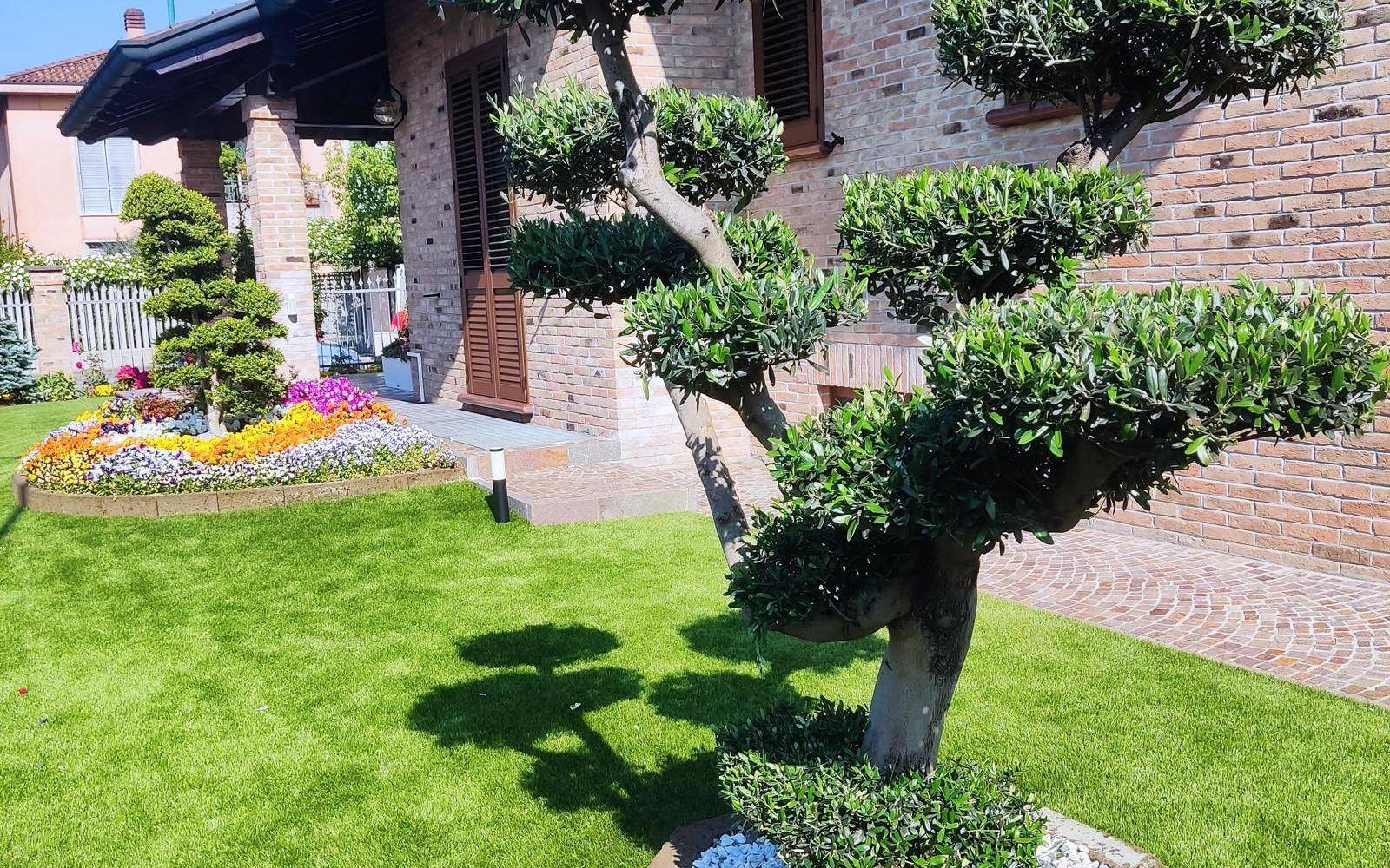 Olivo maxi bonsai potato a nuvole in un giardino