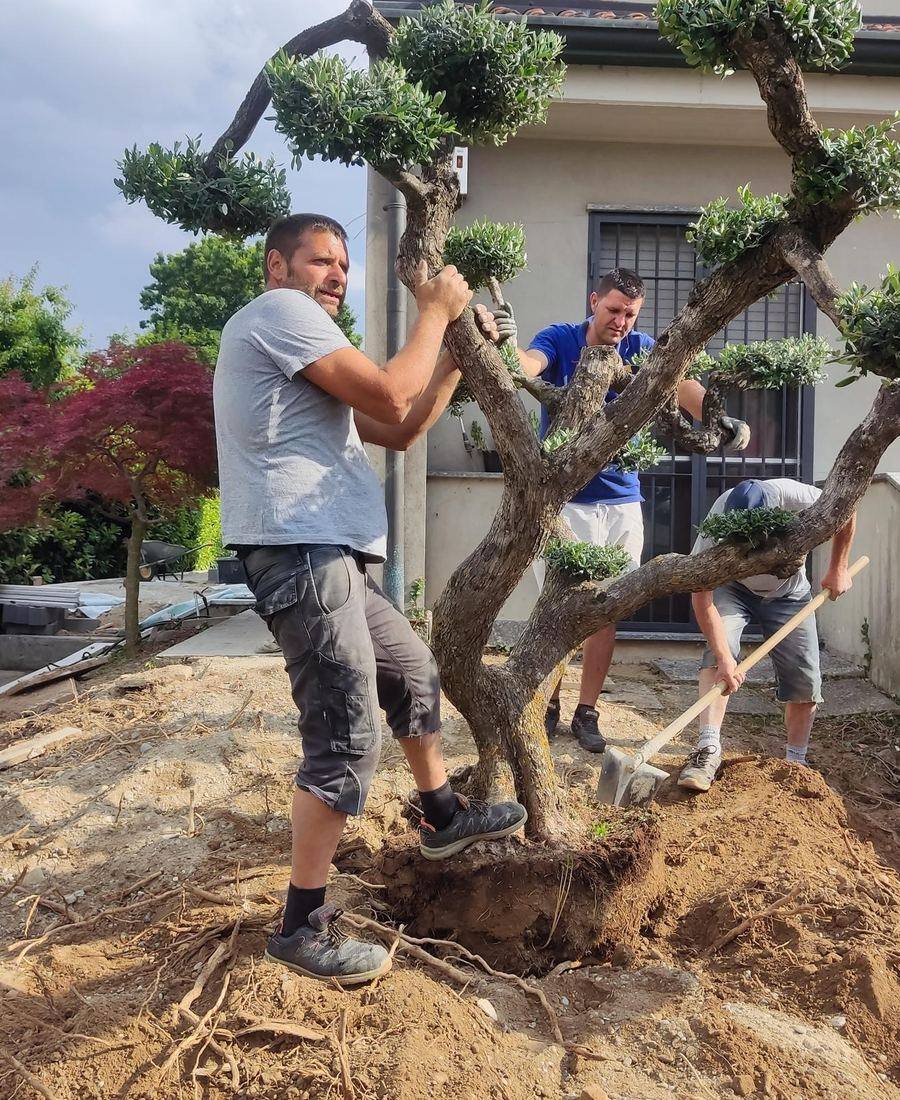 Messa a dimora di un olivo in un giardino privato