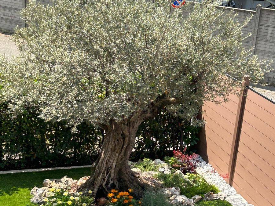 Olivo secolare messo a dimora con aiuola fiorita